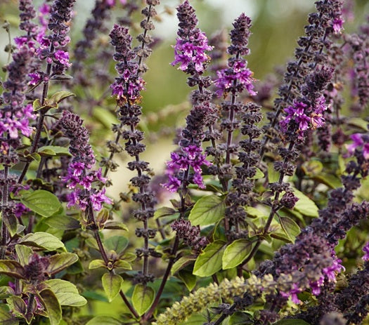 Basil Blue Spice