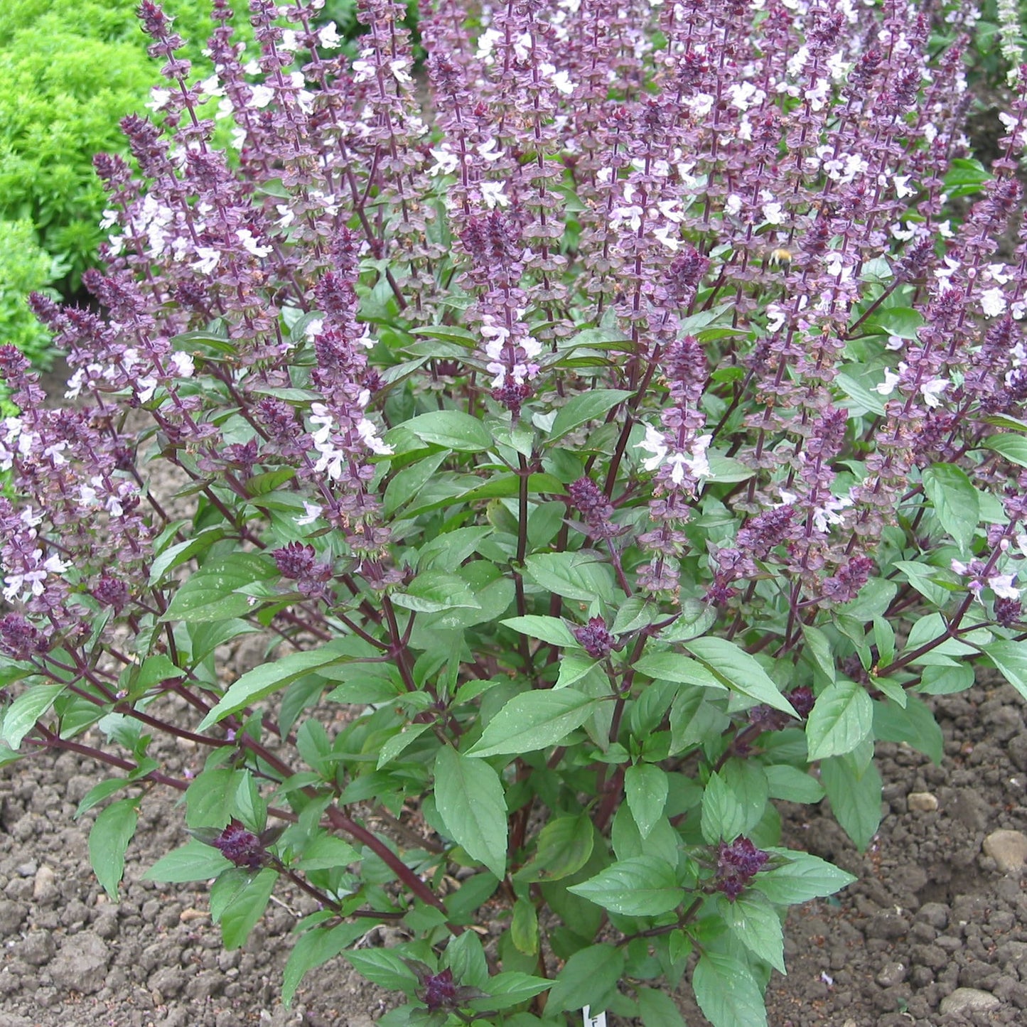 Basil Cinnamon