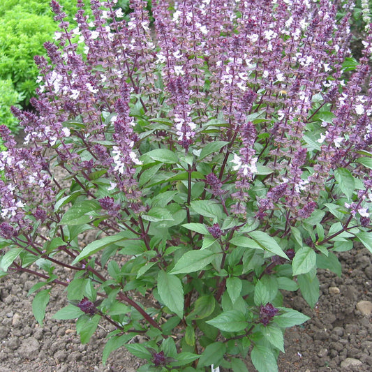 Basil Cinnamon