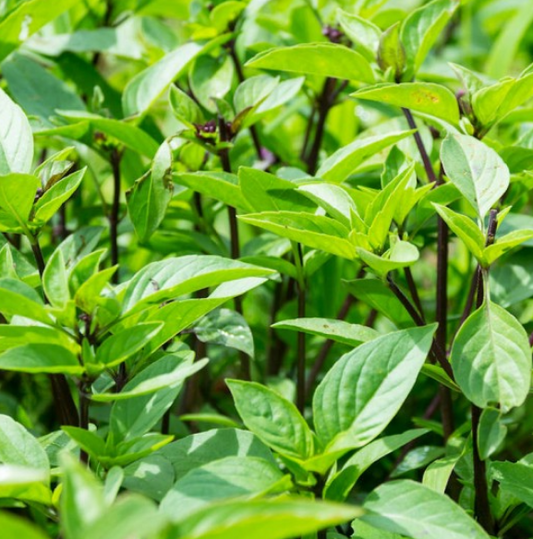 Basil Licorice