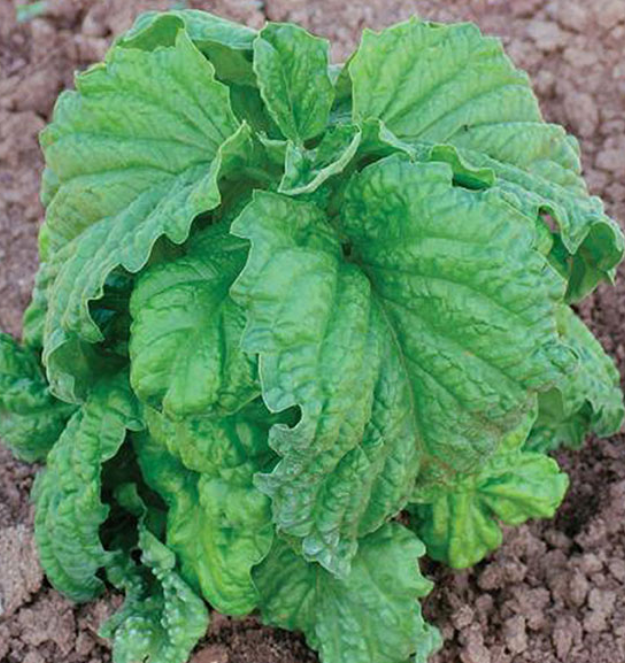 Basil Neopolitana – MoreVeg Seeds Basil Neopolitana – MoreVeg Seeds
