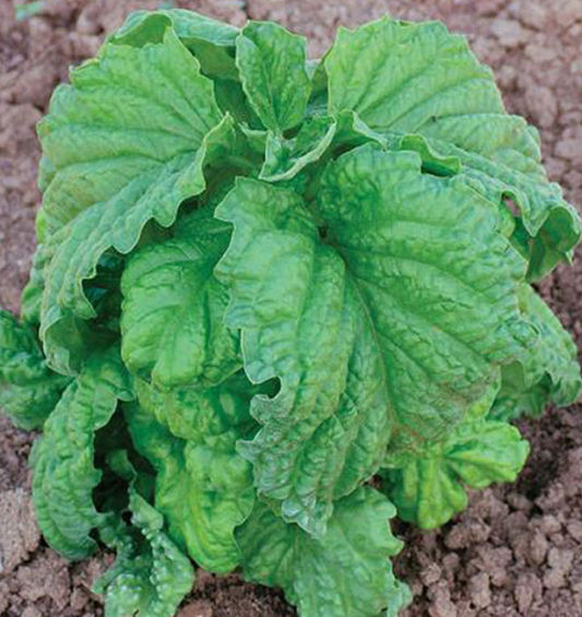 Basil Neopolitana
