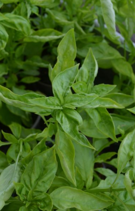 Basil Prospera F1
