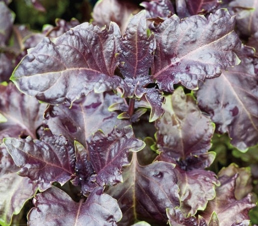 Basil Purple Ruffles
