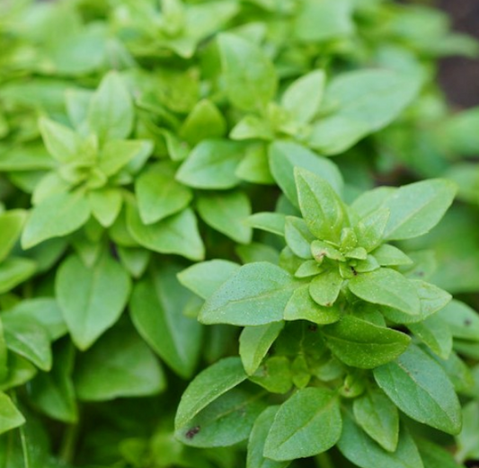 Basil Spicy Globe