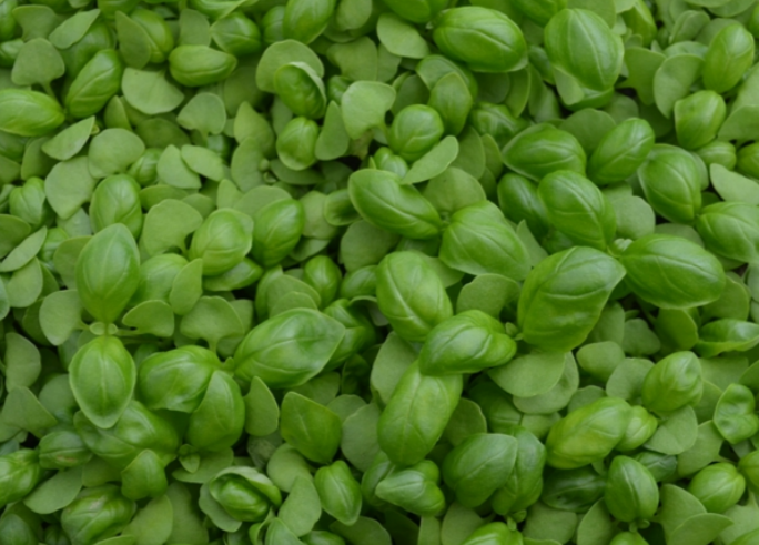 Basil Sweet