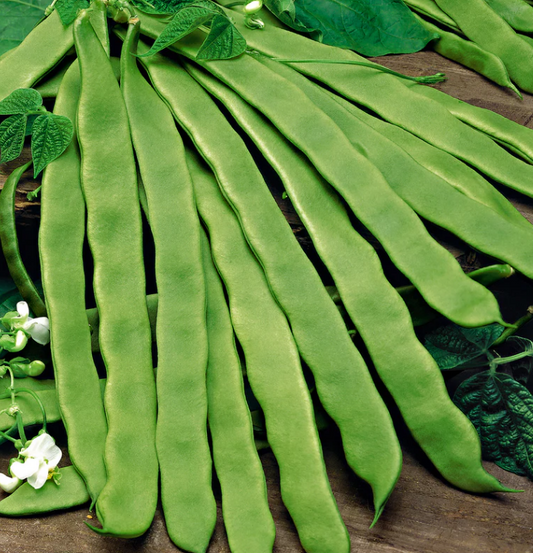 Climbing French Bean Algarve