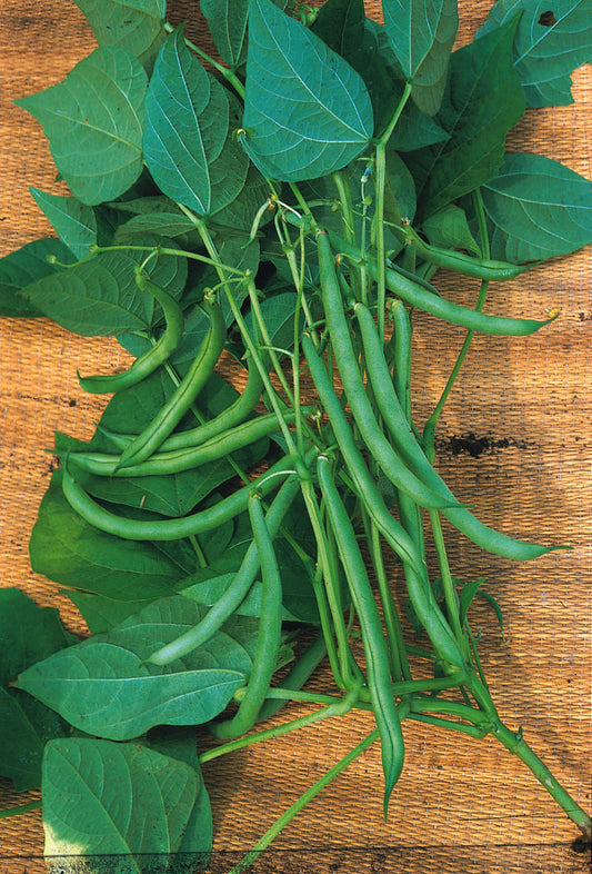 Climbing French Bean Blue Lake