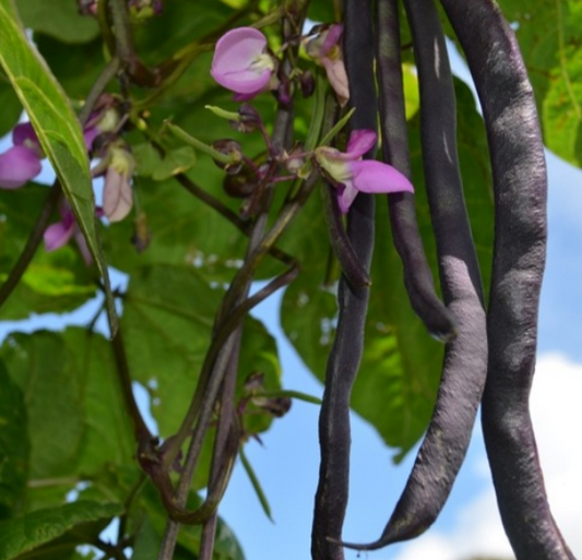 Climbing French Bean Blauhilde