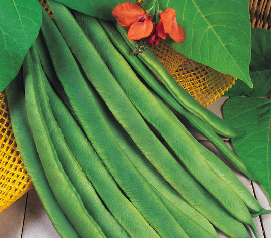 Runner Bean Enorma