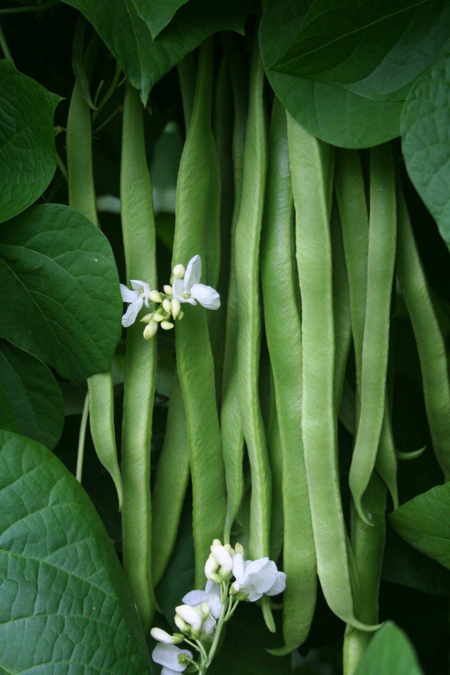 Runner Bean White Lady