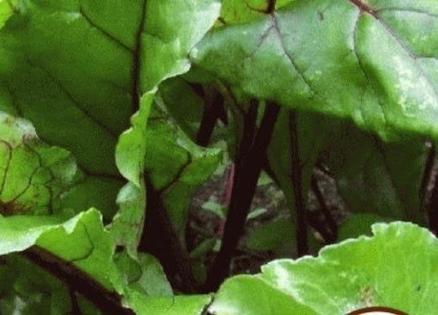 picture of Beetroot Lutz naturally nurtured seed
