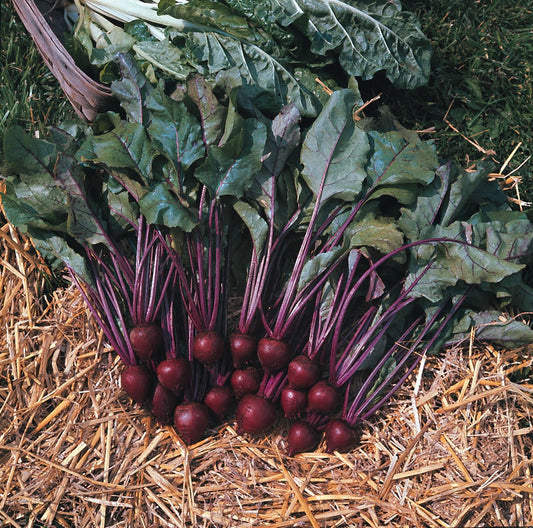 Beetroot Pablo F1