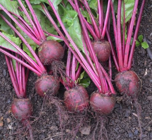 Beetroot Bolivar