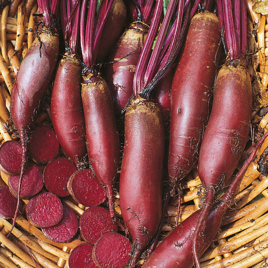 Beetroot Cylindra