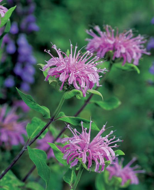 Bergamot, Wild