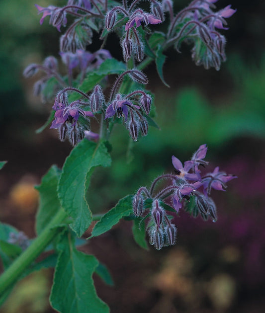 Borage