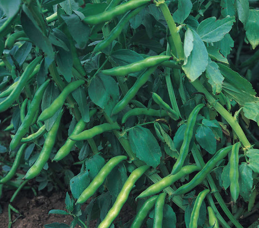 picture of Broad Bean Aquadulce Claudia