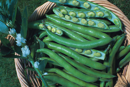 picture of Broad Bean Bunyards Exhibition