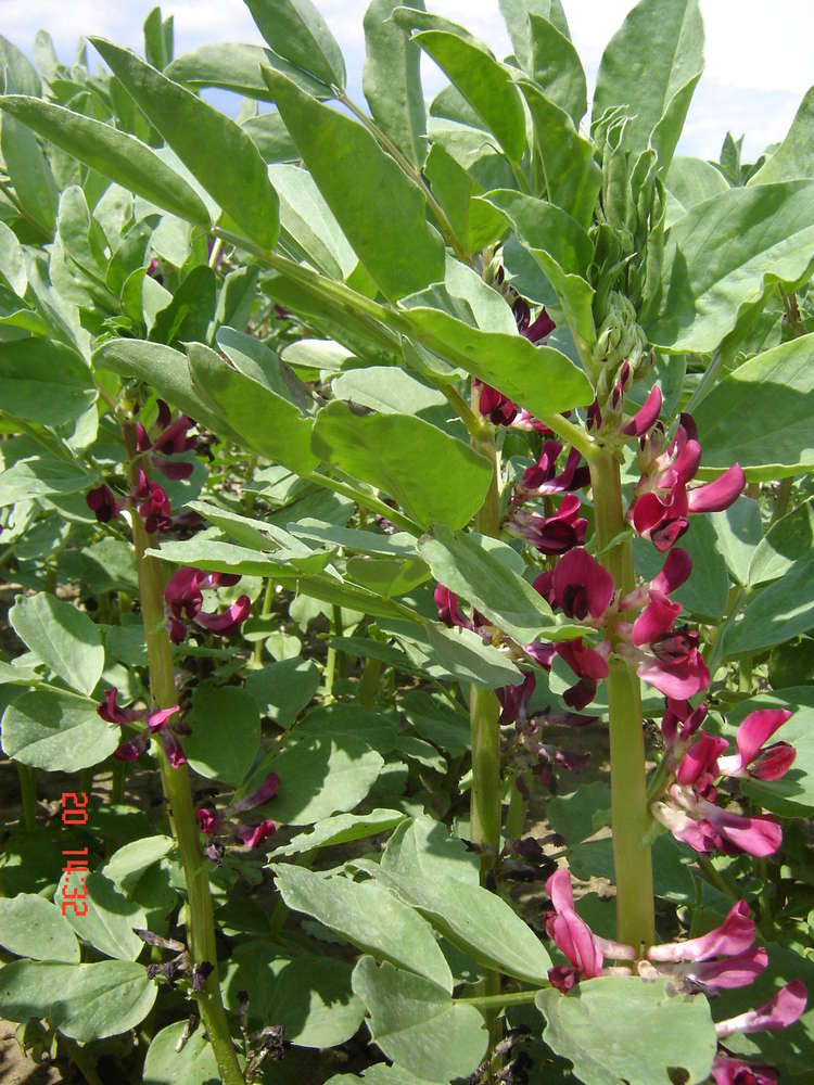 picture of Broad Bean Crimson Flowered