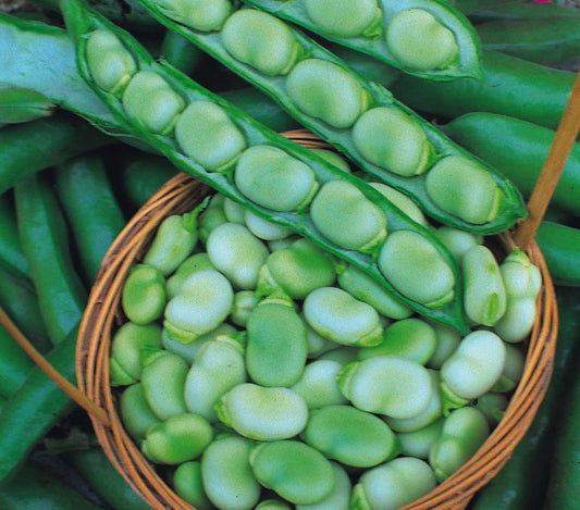 picture of Broad Bean Masterpiece Longpod