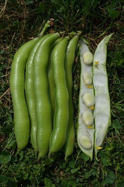 Broad Bean Ratio