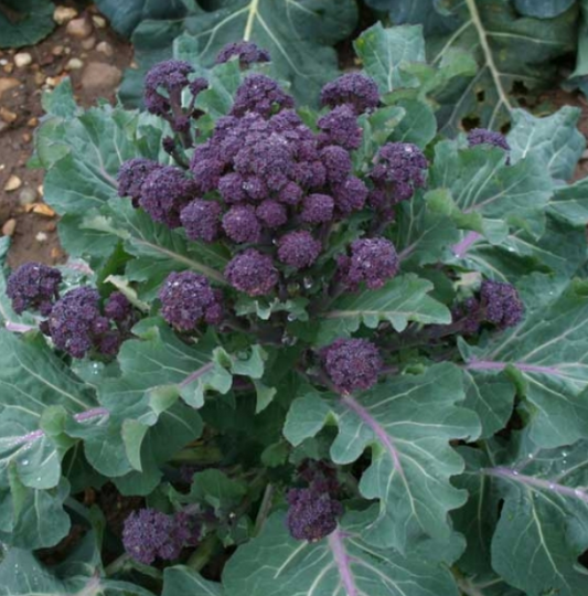 Broccoli Fed Fire F1