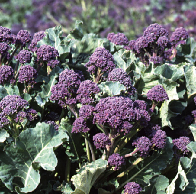 Broccoli Rudolph – MoreVeg Seeds