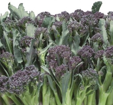 Broccoli Summer Purple