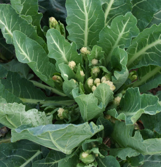 Broccoli White Eye