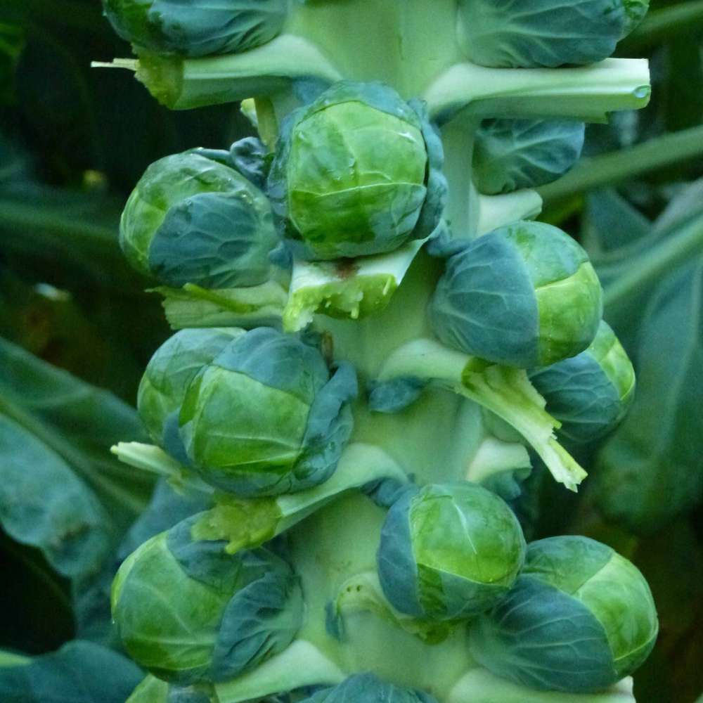 picture of Brussels Sprouts Brodie F1
