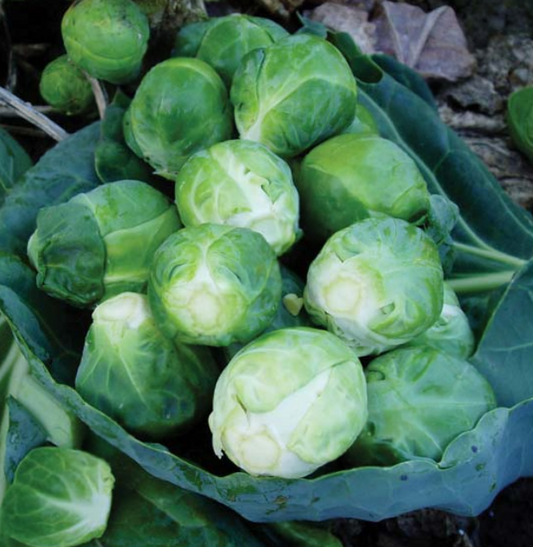 Brussels Sprouts Brigitte F1
