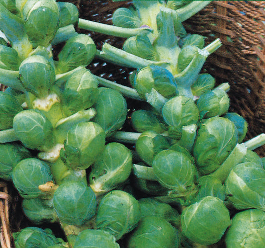 Brussels Sprouts Bedford Darkmar 21