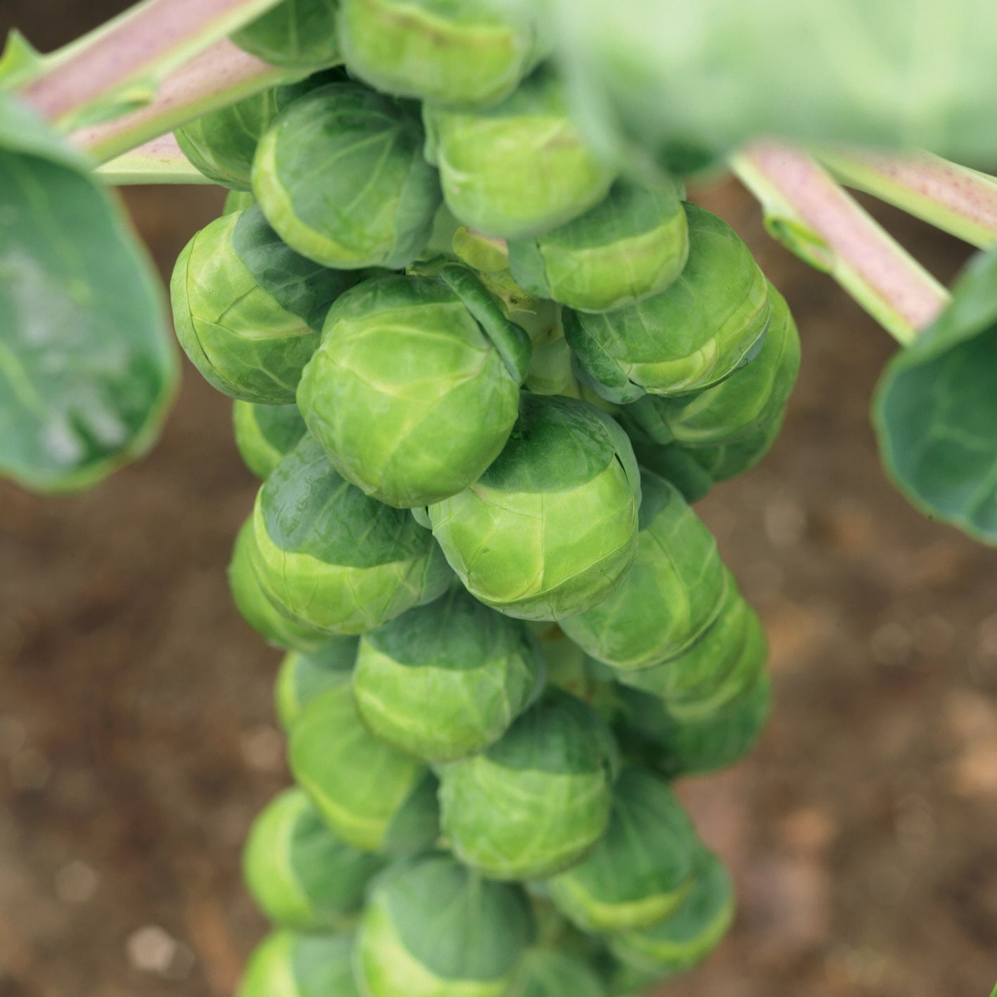 Brussels Sprouts Crispus F1