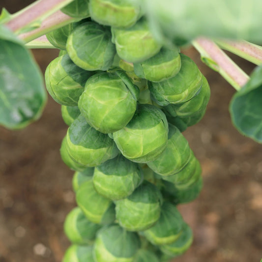 Brussels Sprouts Crispus F1