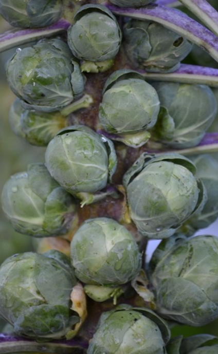 Brussels Sprouts Groninger