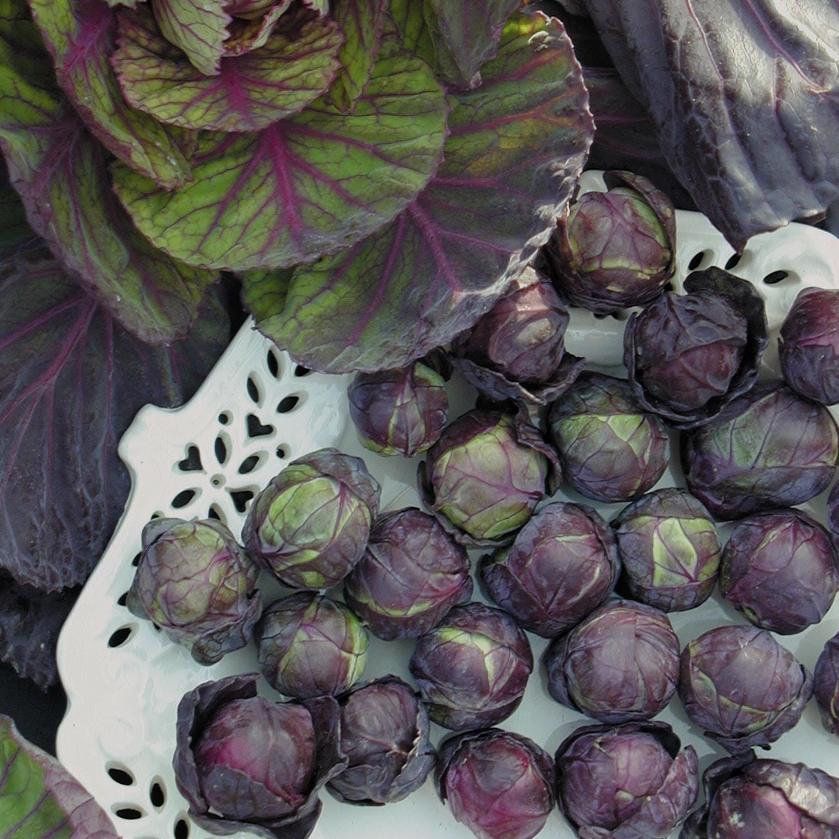 Brussels Sprouts Red Ball