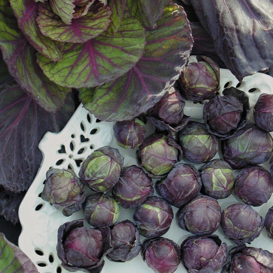 Brussels Sprouts Red Ball