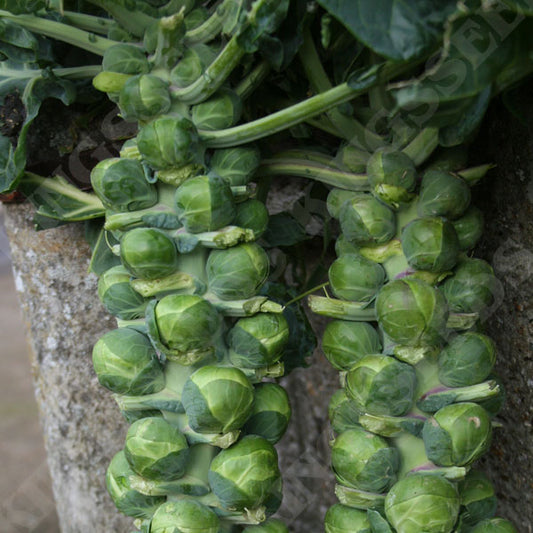 Brussels Sprouts Trafalgar F1