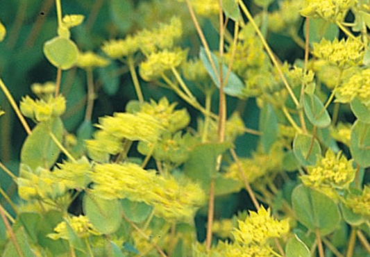 Bupleurum Graffiti