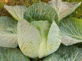 picture of Cabbage Marwei naturally nurtured seed