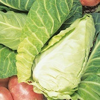 picture of A YEAR OF CABBAGES