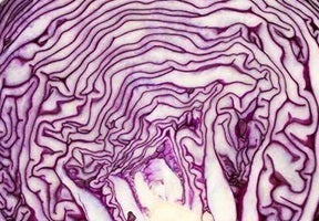 picture of Cabbage Mammoth Red Rock