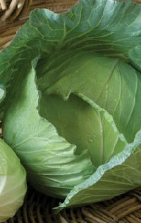 picture of Cabbage Tendersweet F1