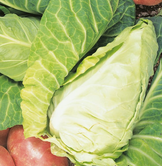 Cabbage April