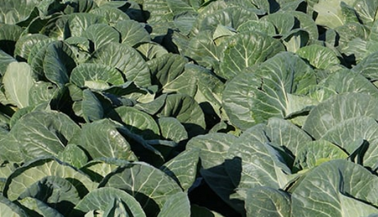 Cabbage Evergreen F1