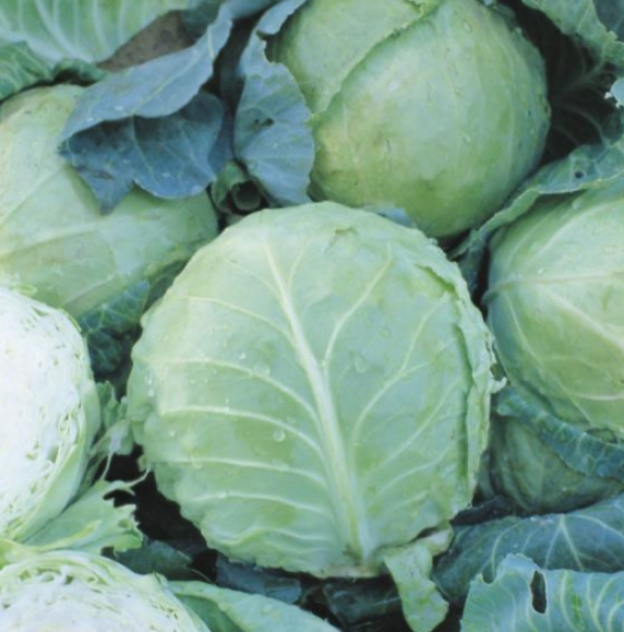Cabbage Holland Late Winter