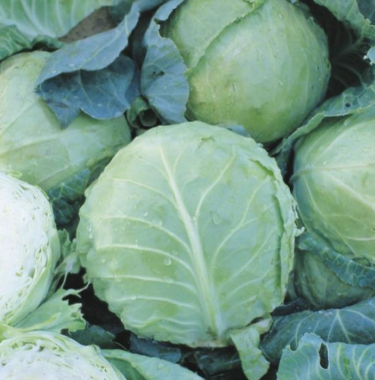 Cabbage Holland Late Winter