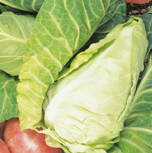 Cabbage Wheelers Imperial
