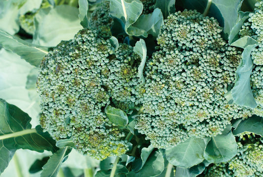 Calabrese De Cicco